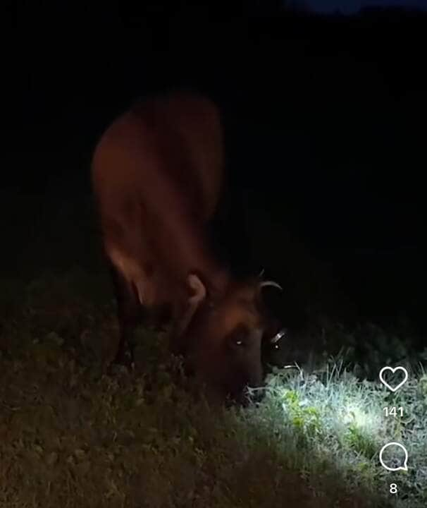 Vaca "ilumina" a noite com lanterna na cabeça e conquista a internet