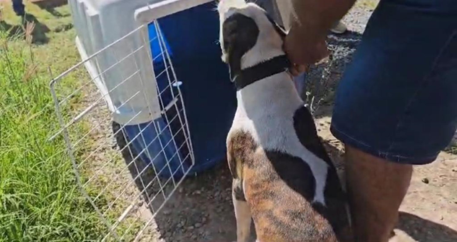 Vídeos mostram filho do dono da casa agredindo o animal em diversas situações
