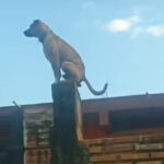 Cãozinho viraliza na internet após ser filmado em posição inusitada: "vigia da vizinhança"