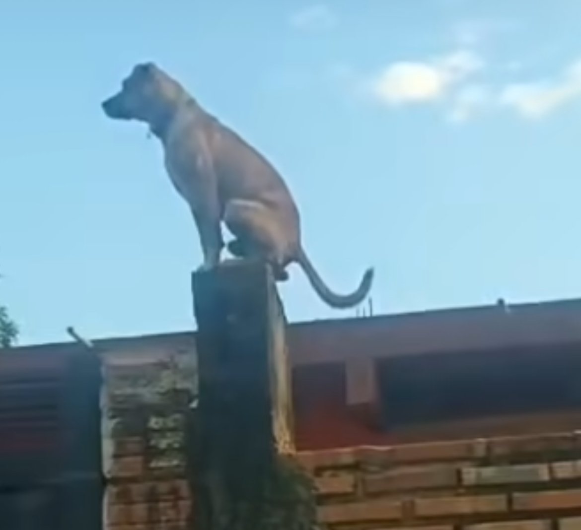 Cãozinho viraliza na internet após ser filmado em posição inusitada: "vigia da vizinhança"