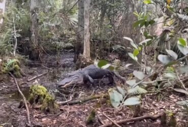 Crocodilo ataca homem em pântano: veja o vídeo impressionante!