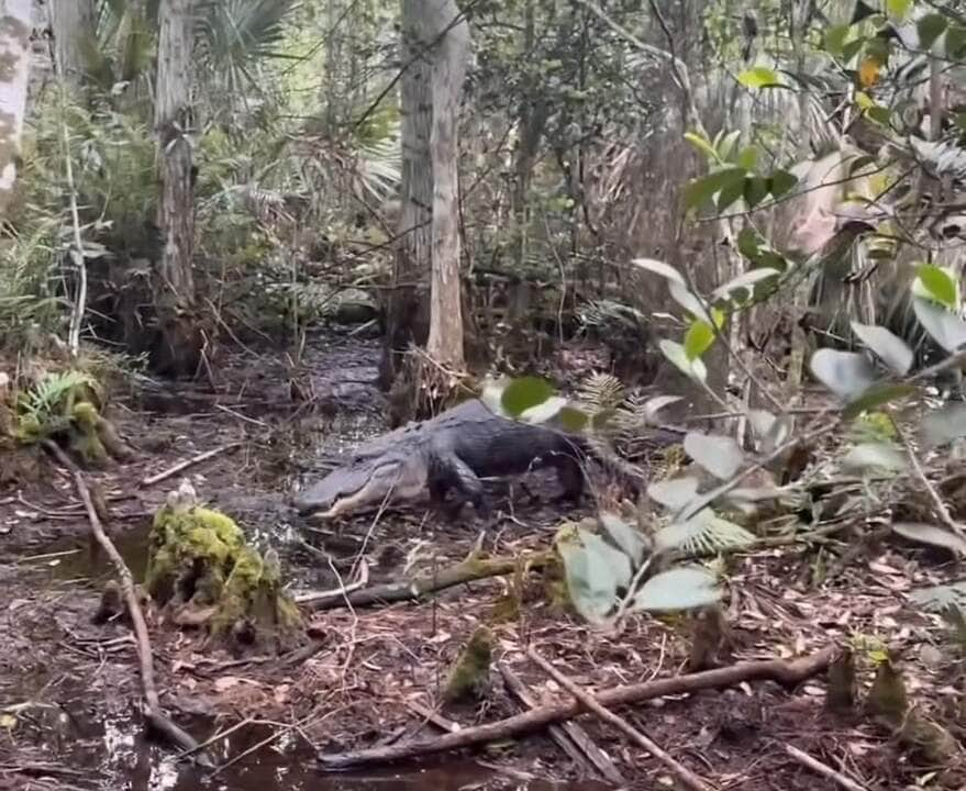 Crocodilo ataca homem em pântano: veja o vídeo impressionante!