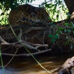 Onça-pintada: majestade tranquila desfruta da paz do Pantanal