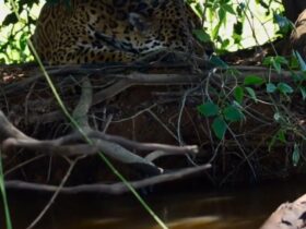 Onça-pintada: majestade tranquila desfruta da paz do Pantanal