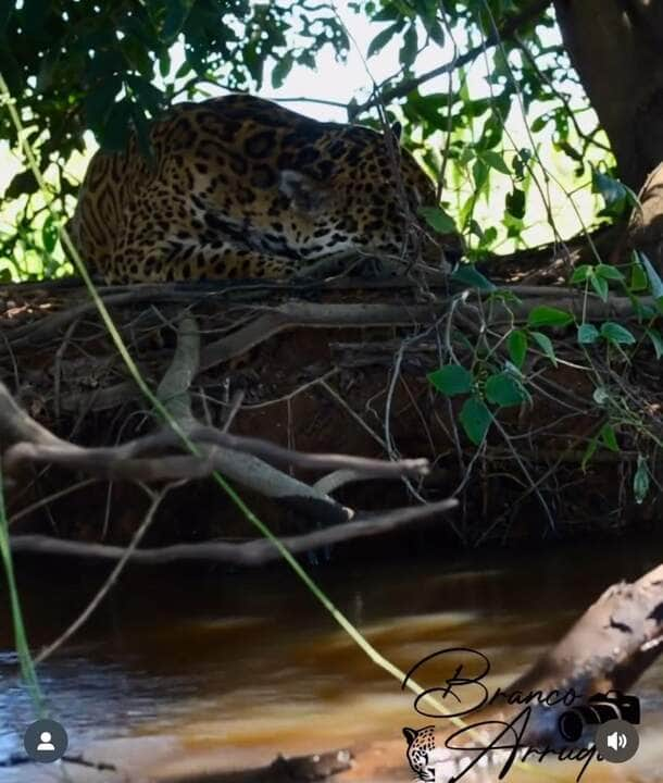 Onça-pintada: majestade tranquila desfruta da paz do Pantanal