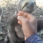 Bicho-preguiça recebe carinho de trabalhador rural e vídeo viraliza nas redes sociais