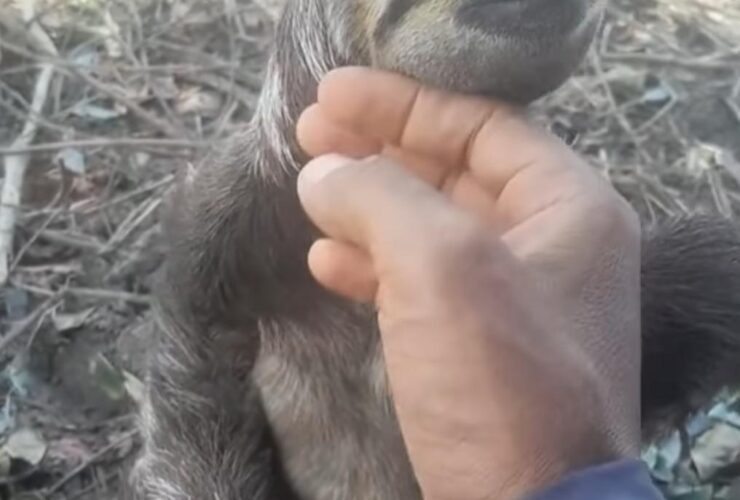 Bicho-preguiça recebe carinho de trabalhador rural e vídeo viraliza nas redes sociais