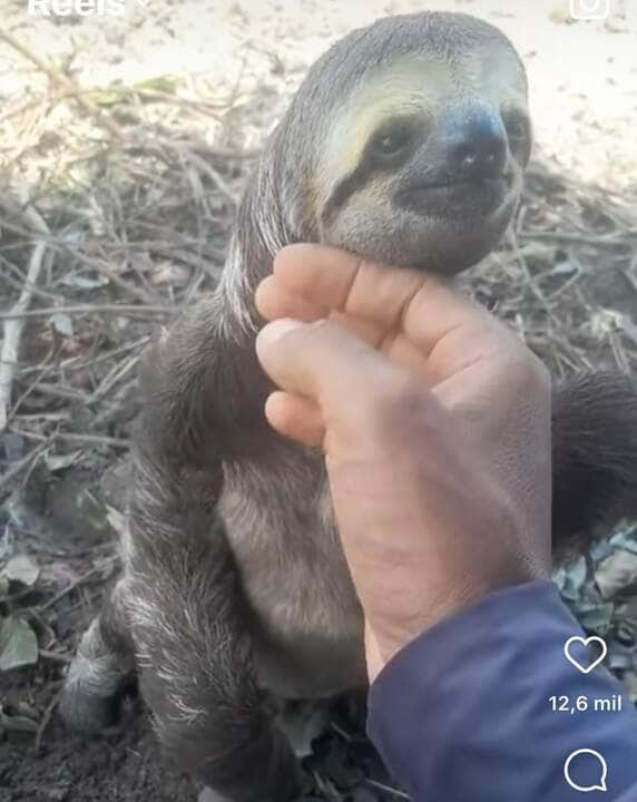 Bicho-preguiça recebe carinho de trabalhador rural e vídeo viraliza nas redes sociais