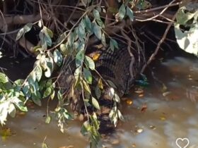 Sucuri gigante se banqueteia com capivara no Pantanal: imagens impressionantes revelam comportamento fascinante da cobra
