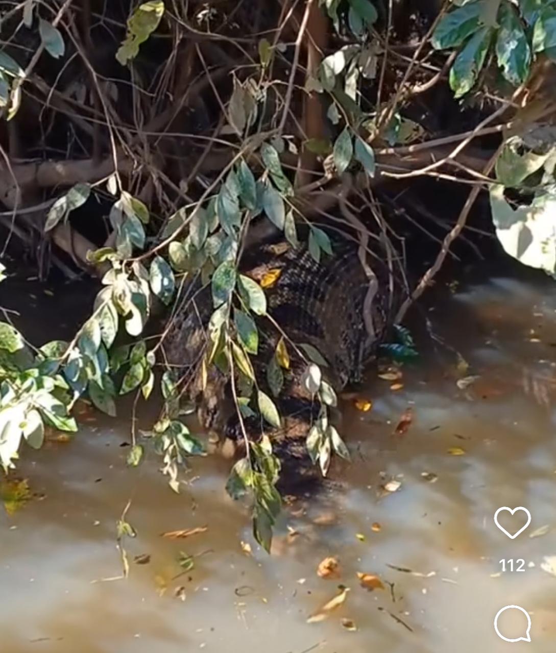 Sucuri gigante se banqueteia com capivara no Pantanal: imagens impressionantes revelam comportamento fascinante da cobra
