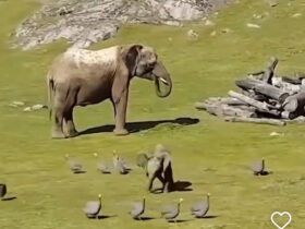 Elefante bebê brincando com aves encanta a web: fofura em dose dupla!