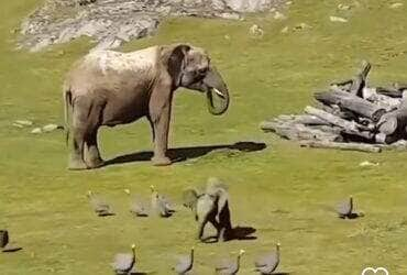 Elefante bebê brincando com aves encanta a web: fofura em dose dupla!