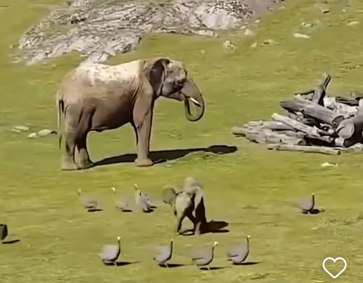 Elefante bebê brincando com aves encanta a web: fofura em dose dupla!