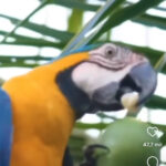 Arara-canindé encanta a web com habilidade para abrir coco: um banquete refrescante na natureza