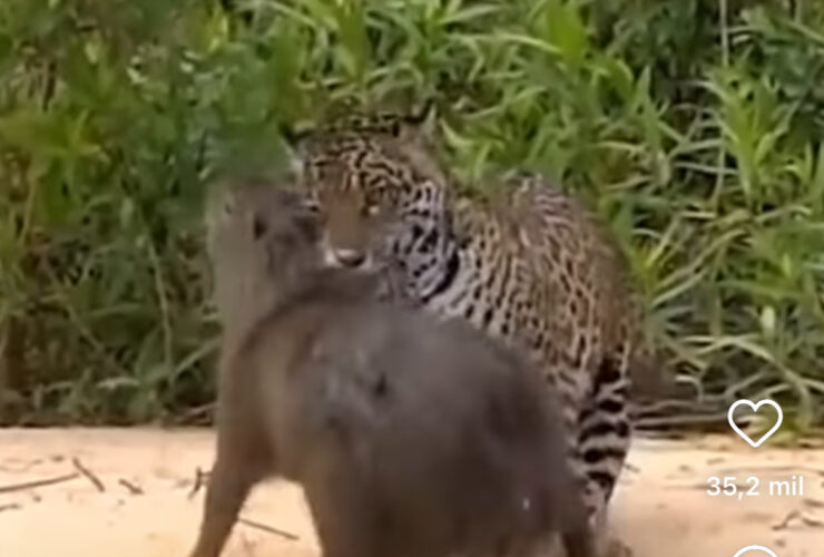 Onça-pintada usa estratégia impecável e captura capivara em ataque relâmpago no Pantanal