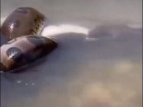 Sucuri gigante devora peixe em banquete dentro do rio