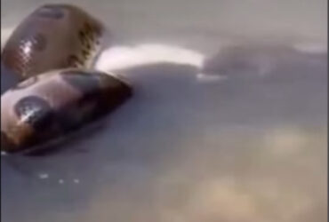 Sucuri gigante devora peixe em banquete dentro do rio