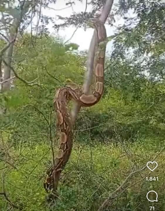 Habilidades da jiboia gigante impressionam em vídeo viral nas redes sociais