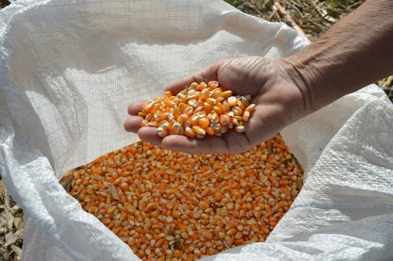 Zâmbia abre mercado para milho não transgênico brasileiro - Foto: Mídia Ninja
