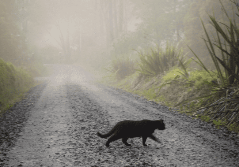 azar, gato preto