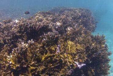 Tamandaré (PE), 25/10/2023 - O coral-de-fogo (Millepora alcicornis) no recife Pirambu, na APA Costa dos Corais. Foto: Fernando Frazão/Agência Brasil