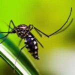 Mosquito da Dengue, Aedes Aegypti, picada, Malária. Foto: shammiknr/Pixabay