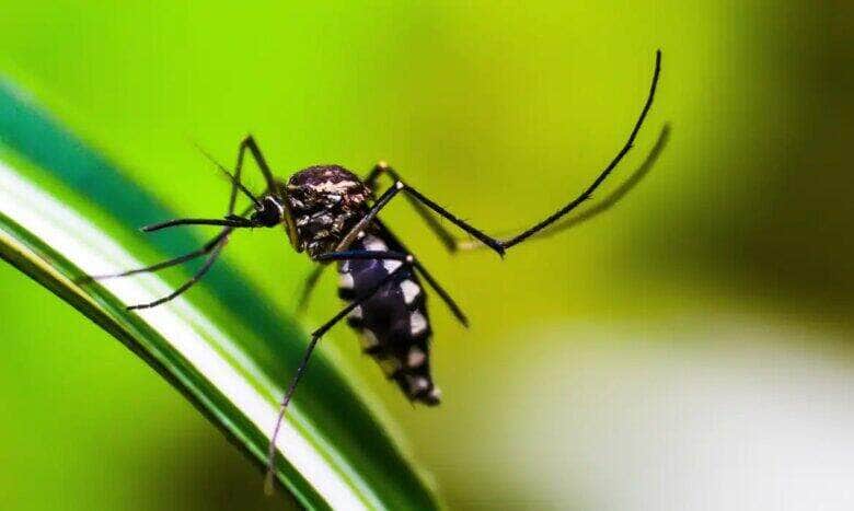 Brasil ultrapassa marca de 5 mil mortes por dengue Foto: shammiknr/Pixabay
