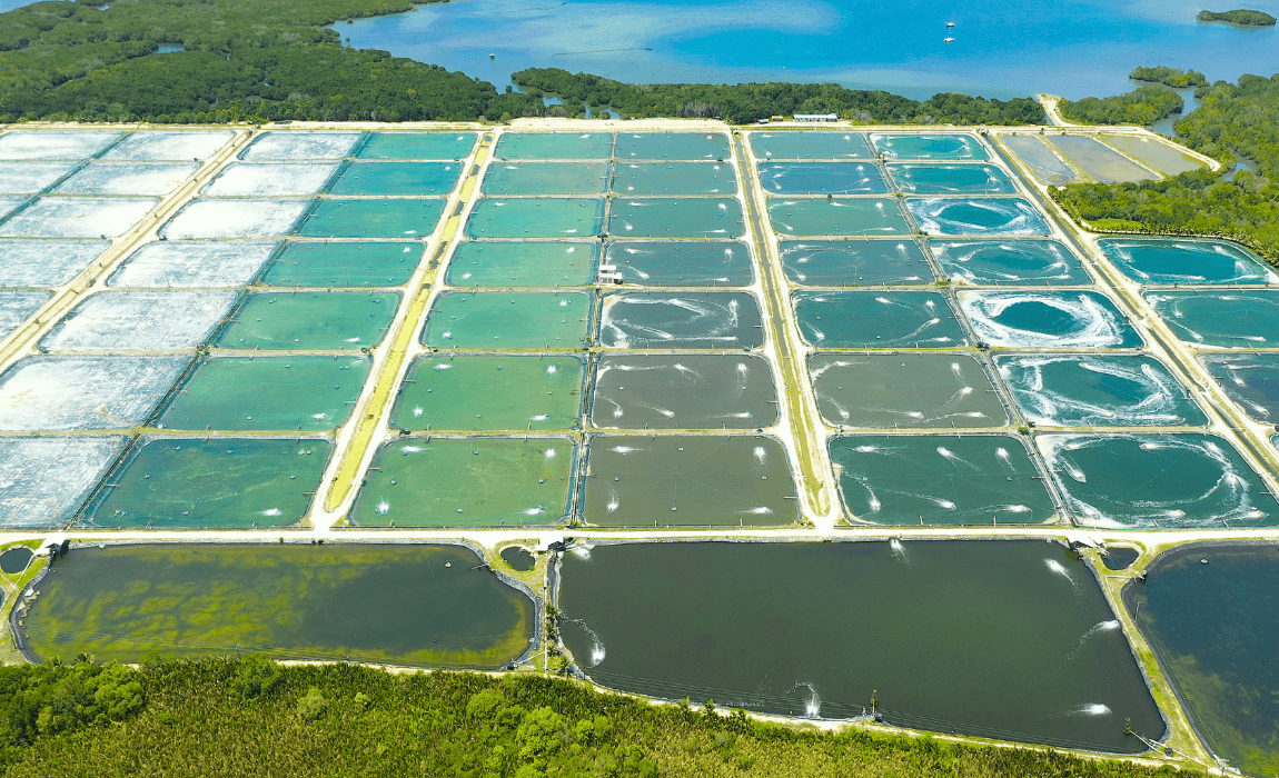 Brasil conquista dois novos mercados para pescados na Índia