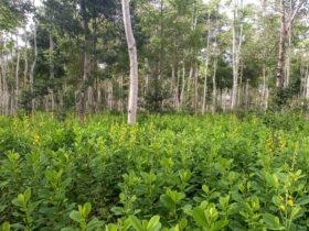 Reflorestamento e recuperação de vegetação nativa. Foto: Symbiosis/ Divulgação