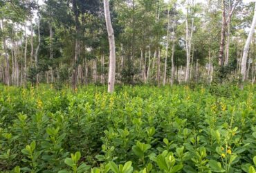 Reflorestamento e recuperação de vegetação nativa. Foto: Symbiosis/ Divulgação