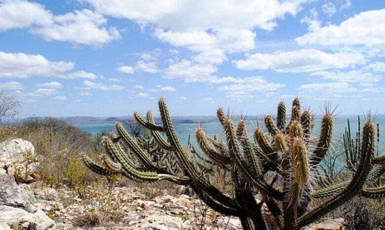 Meio milhão de hectares de caatinga podem ser restaurados, apontando oportunidades socioambientais