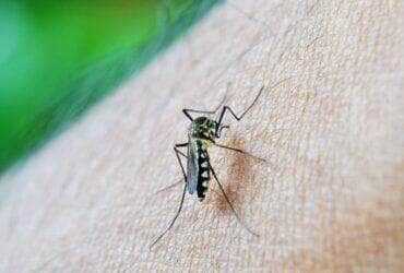 Mato Grosso enfrenta grave epidemia de dengue com aumento de 256% em casos graves