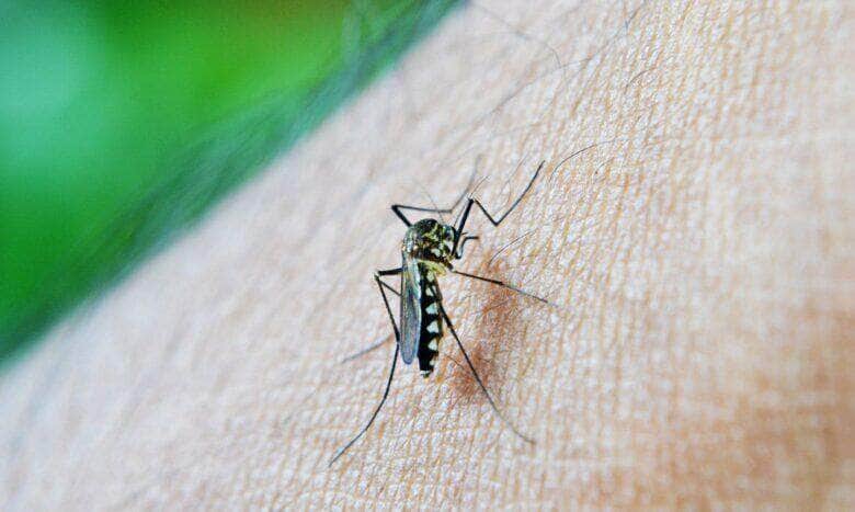 Mato Grosso enfrenta grave epidemia de dengue com aumento de 256% em casos graves