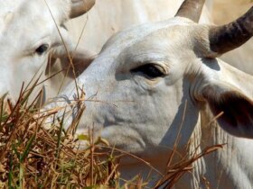 gado boi vaca rebanho Por: Arquivo/Agência Brasil