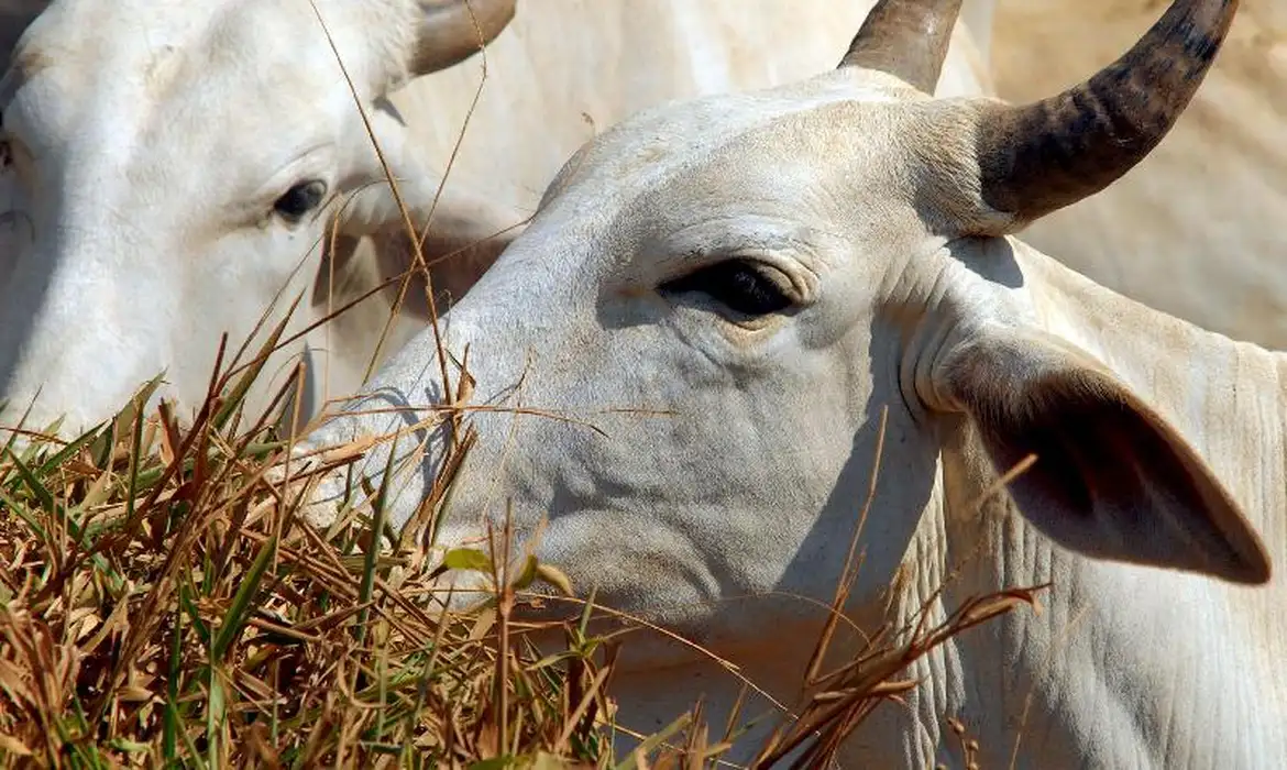 gado boi vaca rebanho Por: Arquivo/Agência Brasil