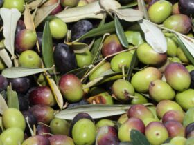 Brasil se especializa na produção de azeite de oliva extra virgem. - Azeite, azeitona, oliveiras - Foto: EMBRAPA/LANZETTA, Paulo