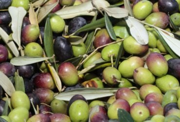 Brasil se especializa na produção de azeite de oliva extra virgem. - Azeite, azeitona, oliveiras - Foto: EMBRAPA/LANZETTA, Paulo
