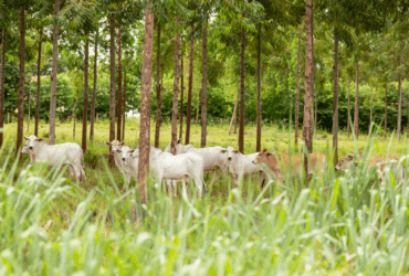 China habilita sete estabelecimentos brasileiros para exportação de soro fetal bovino - Foto: Divulgação