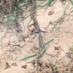 Cobra-cascavel: Cabo de guerra na natureza revela ritual de acasalamento incomum