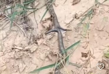 Cobra-cascavel: Cabo de guerra na natureza revela ritual de acasalamento incomum