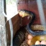 Cobra muçurana devora ovo em ninho de galinhas: flagrante registra banquete oportunista