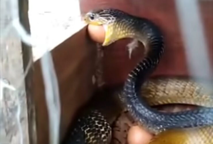 Cobra muçurana devora ovo em ninho de galinhas: flagrante registra banquete oportunista