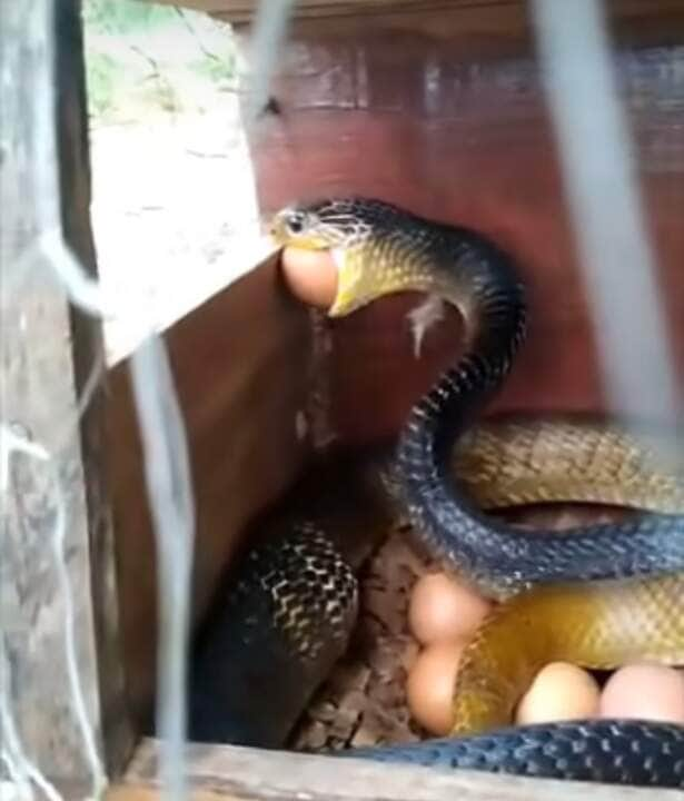 Cobra muçurana devora ovo em ninho de galinhas: flagrante registra banquete oportunista