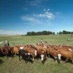 Gado bovino no pasto. Foto: Marilei Aberte/Pixabay