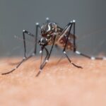Entenda o que é a dengue grave e como é o tratamento -