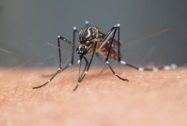 Entenda o que é a dengue grave e como é o tratamento -