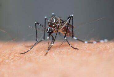 Mato Grosso em alerta: MP recomenda cuidados intensivos contra a dengue, zika e chikungunya