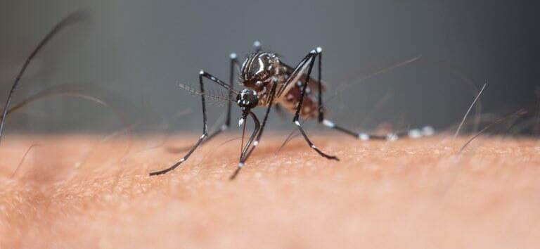Mato Grosso em alerta: MP recomenda cuidados intensivos contra a dengue, zika e chikungunya