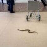 Cobra causa susto em passageiros de aeroporto, mas é resgatada e solta em segurança