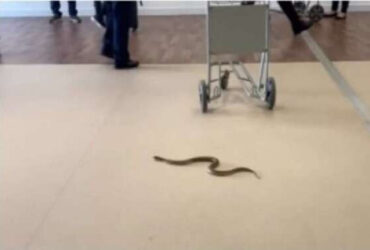 Cobra causa susto em passageiros de aeroporto, mas é resgatada e solta em segurança